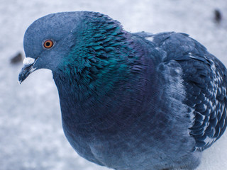 Bird pigeon macro feathers winter