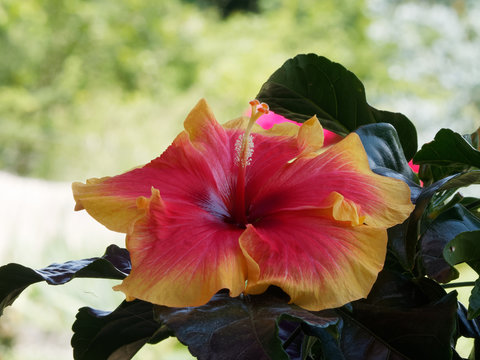 Hibiscus rose de Chine (Hibiscus rosa-sinensis) à grande fleur jaune et coeur dégradé rouge à orange ouverte en entonnoir