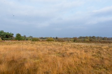 Fototapeta premium dutch landscape
