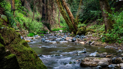 Sonoma Creek flows back and forth with a green mossy rock and tall trees at Sugarloaf Ridge State...