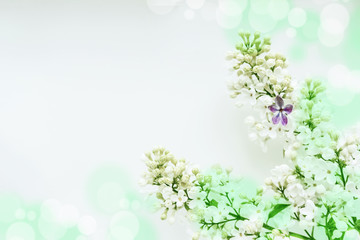 A branch of white lilac on a light background, with one lilac five-leafed.