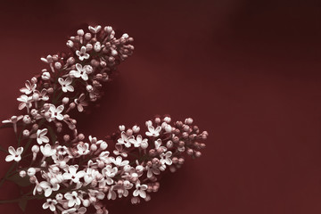 A branch of white lilac on a brown background. Template for postcards.