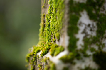 Mit Moos bewachsener Stein