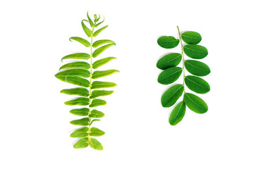 Tamarind leaves and Green Fern leaf is Tropical leaves isolated white background