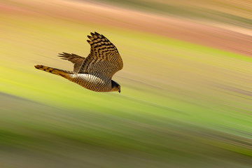 Flying bird. Colorful nature. Motion blur background.
