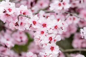 Obraz na płótnie Canvas Close of many delicate pink flowers on branches of Prunus cerasifera Nigra decorative tree in a garden in a sunny spring day, beautiful outdoor floral background, sakura