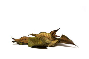 Dry leaf isolated white background                               