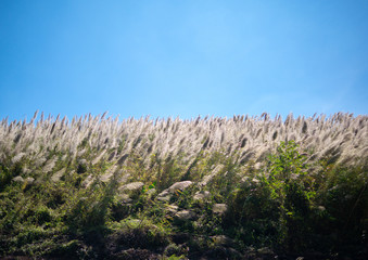 The Pampas grass was blown by the wind over blue sky background