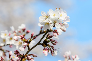 Close up of a branch with white cherry tree flowers in full bloom with blurred background in a garden in a sunny spring day, beautiful Japanese cherry blossoms floral background, sakura