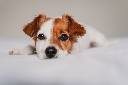 cute jack russell dog lying on bed