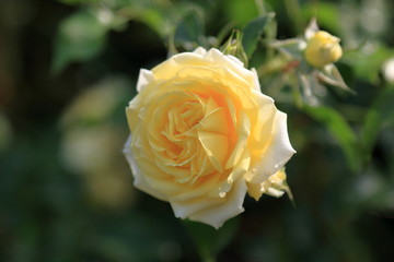 Beautiful yellow rose on a blurred background