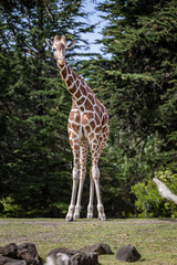 Giraffe leans to the left of the frame looking like he wants to ask a question