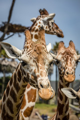 Close up of three giraffe looking for some food