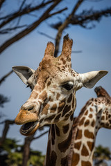 Giraffe with mouth open like he is starting to talk