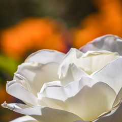 Closeup of fragrant white heirloom rose with bright orange background