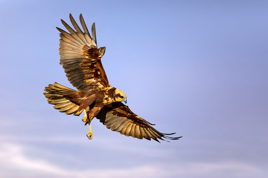 Flying bird. Bird of prey. Colorful sky background. Western Marsh Harrier. Circus aeruginosus.