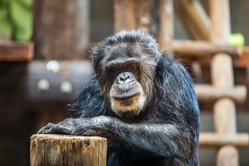 Older chimpanzee with gray hair looks like he is carefully considering what is happening around him