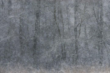 Śnieżne drzewa - obrazy, fototapety, plakaty