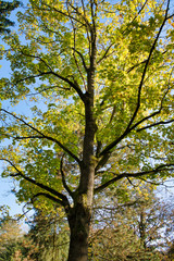 Baum