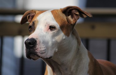 portrait of a pitbull dog