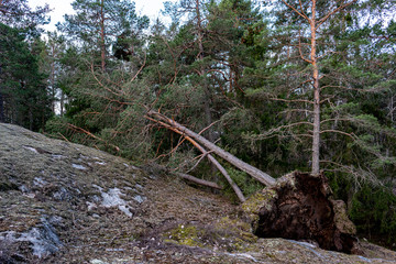  Fallen tree in the forest. Forest landscape. The roots of the tree. Old big tree.