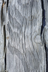 Texture of umber brown tree, background