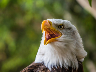 haliaeetus leucocephalus