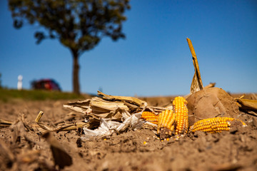 cone on a harvested field