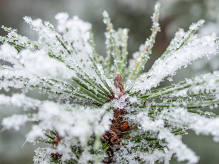 Detail of frozen branch of conifer tree in winter background