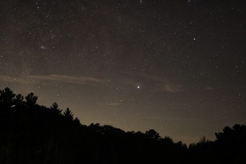 A forest night sky