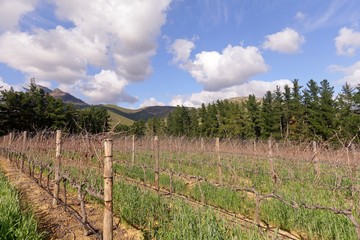Fototapeta na wymiar vineyards south africa