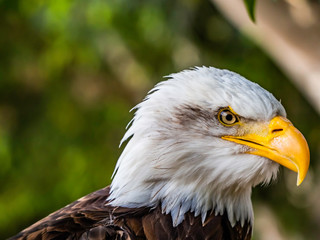 haliaeetus leucocephalus