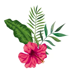 Photo sur Aluminium Monstera natural flower of pink color with branches and leafs vector illustration design