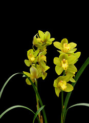 Yellow Cymbidium orchid isolated on a black background.