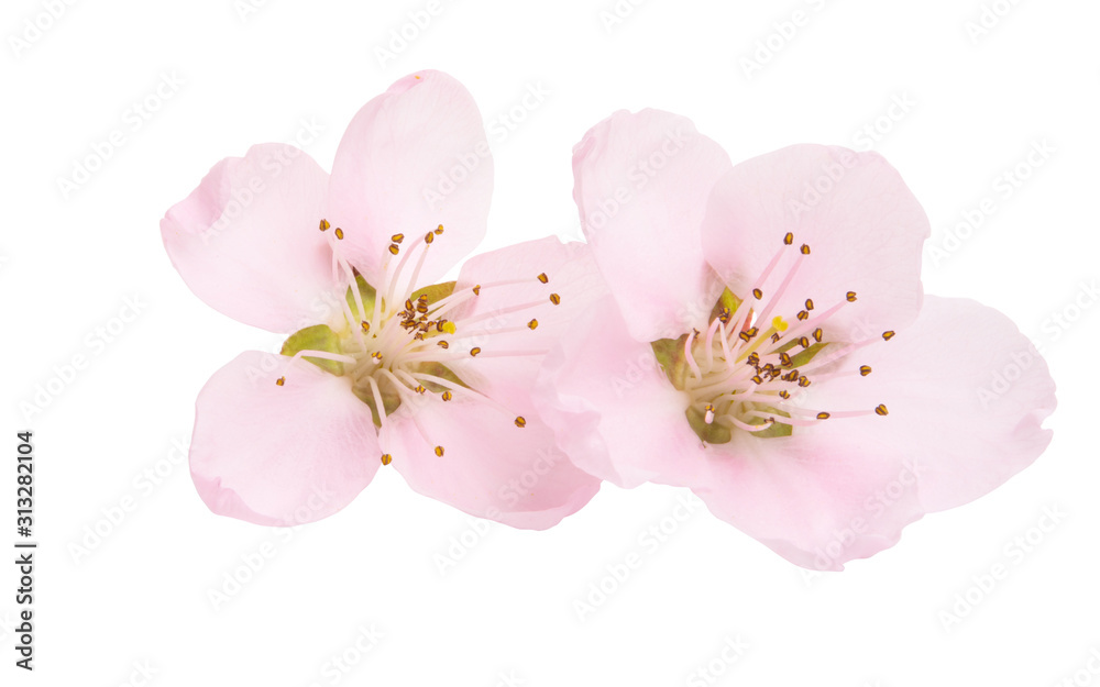 Poster sakura flower isolated