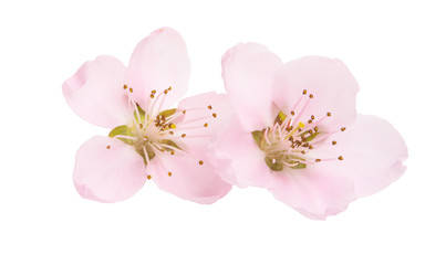 sakura flower isolated