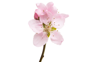 Naklejka premium sakura flower isolated