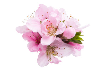 Fototapeta na wymiar sakura flower isolated