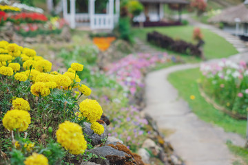 Close up Marigold flowers blooming in the garden