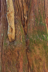 madera textura