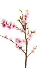 sakura flower isolated