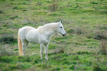 one White short haired horse in Green field 