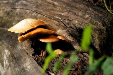mushroom in forest