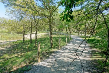 Dutch dunes landscape