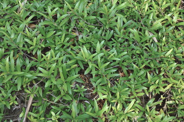 leaves as background