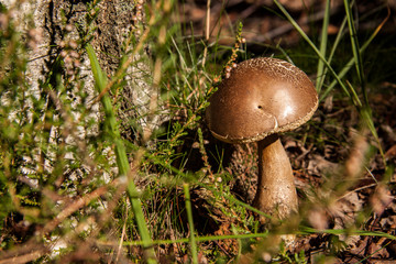 autumn - time of mushroom