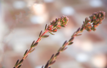 delicate succulent flowers on abstracta bokeh background