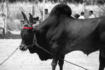 kangayam cattle with red rope,pongal festival in tamilnadu.