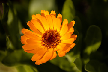 yellow flower