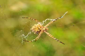 Beautiful spider on a spider web- Stock Image  